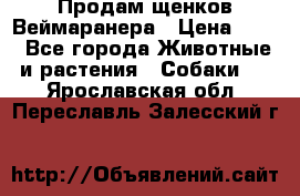 Продам щенков Веймаранера › Цена ­ 30 - Все города Животные и растения » Собаки   . Ярославская обл.,Переславль-Залесский г.